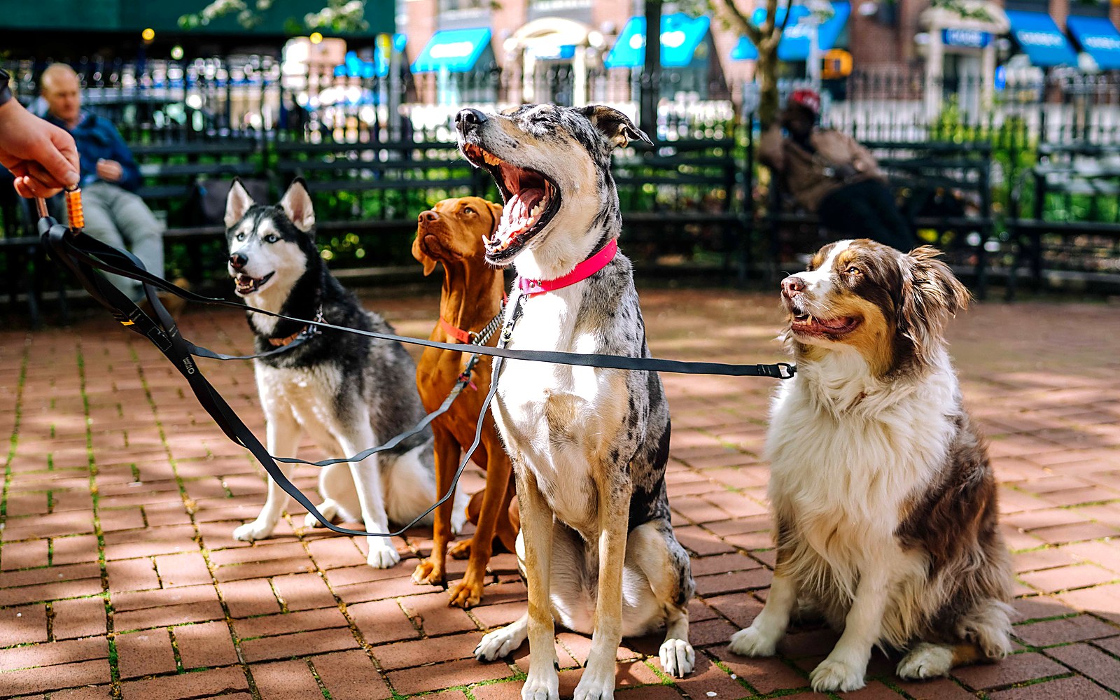Dogs on leashes in a sunny outdoor setting representing pet policy information